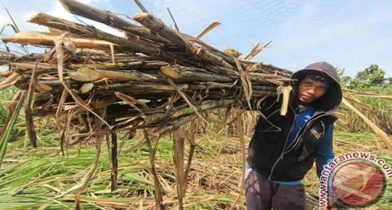 Petani Tebu Tuntut Direksi BUMN Penerima Fee Gula Impor Diusut